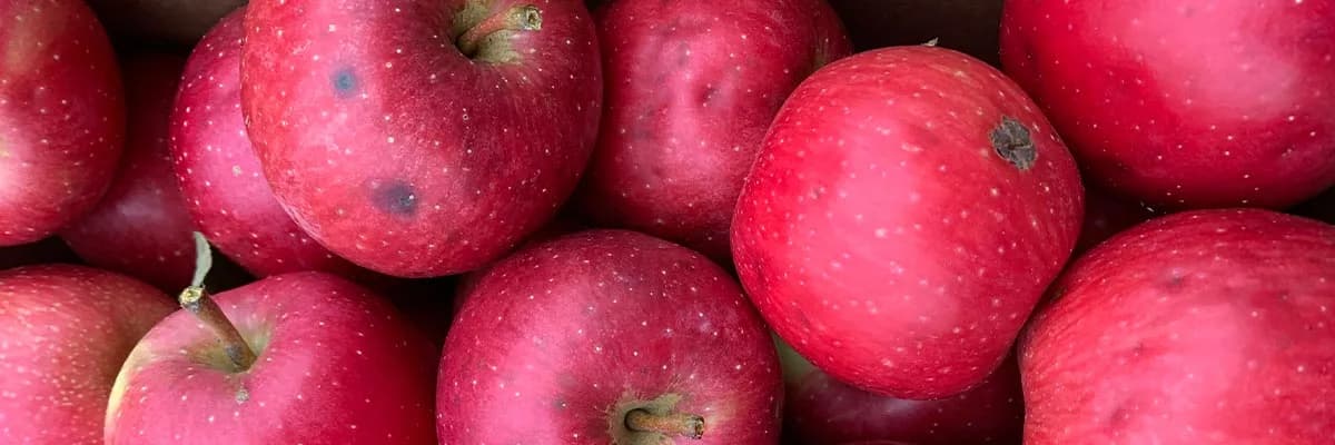 Farm photography at Phoenix Fruit Farm, Belchertown, Massachusetts.