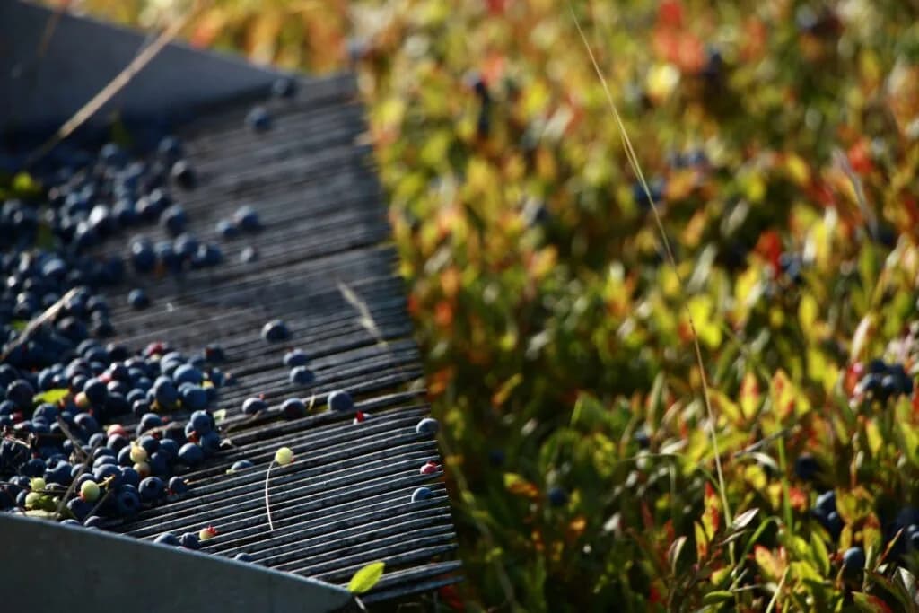 Farm photography at Benson Place, Heath, Massachusetts.