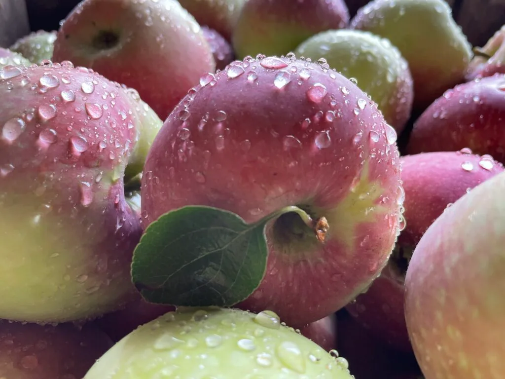 Farm photography at Berlin Orchards, Berlin, Massachusetts.