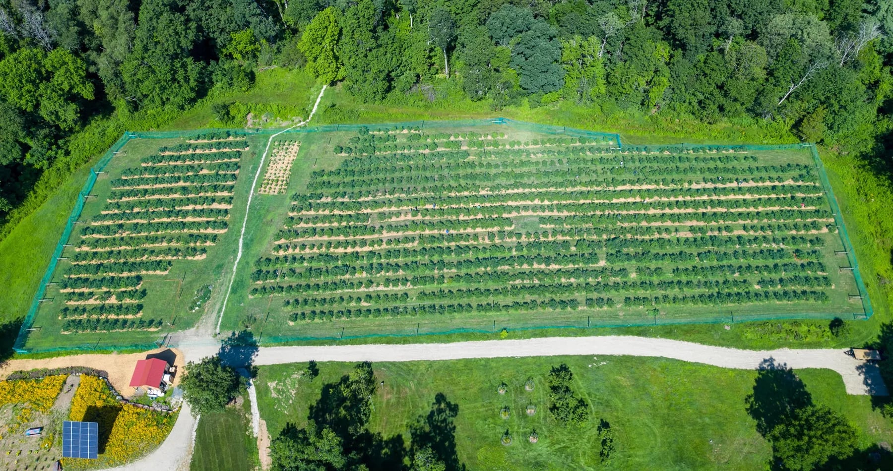 Farm photography at Bird Haven Blueberry Farm, Southampton, Massachusetts.