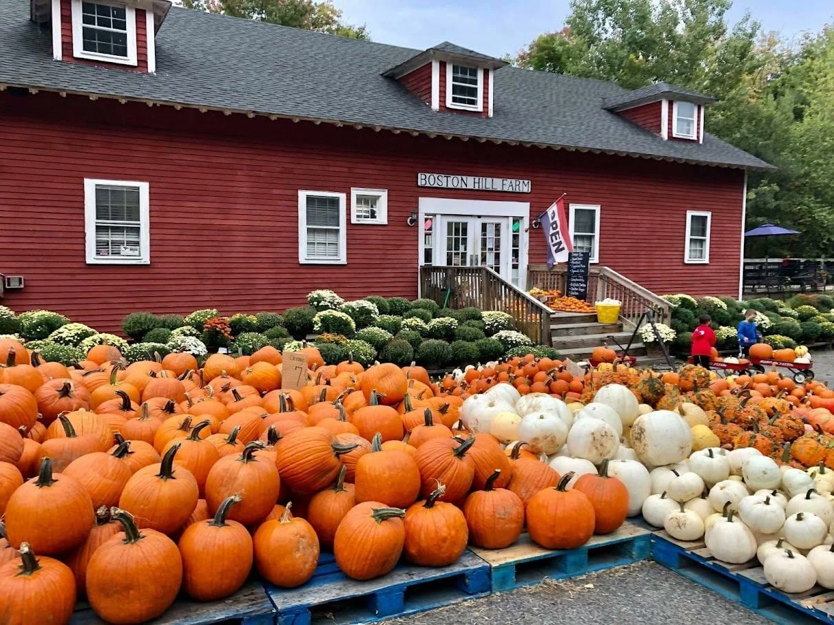 Farm photography at Boston Hill Farm, North Andover, Massachusetts.