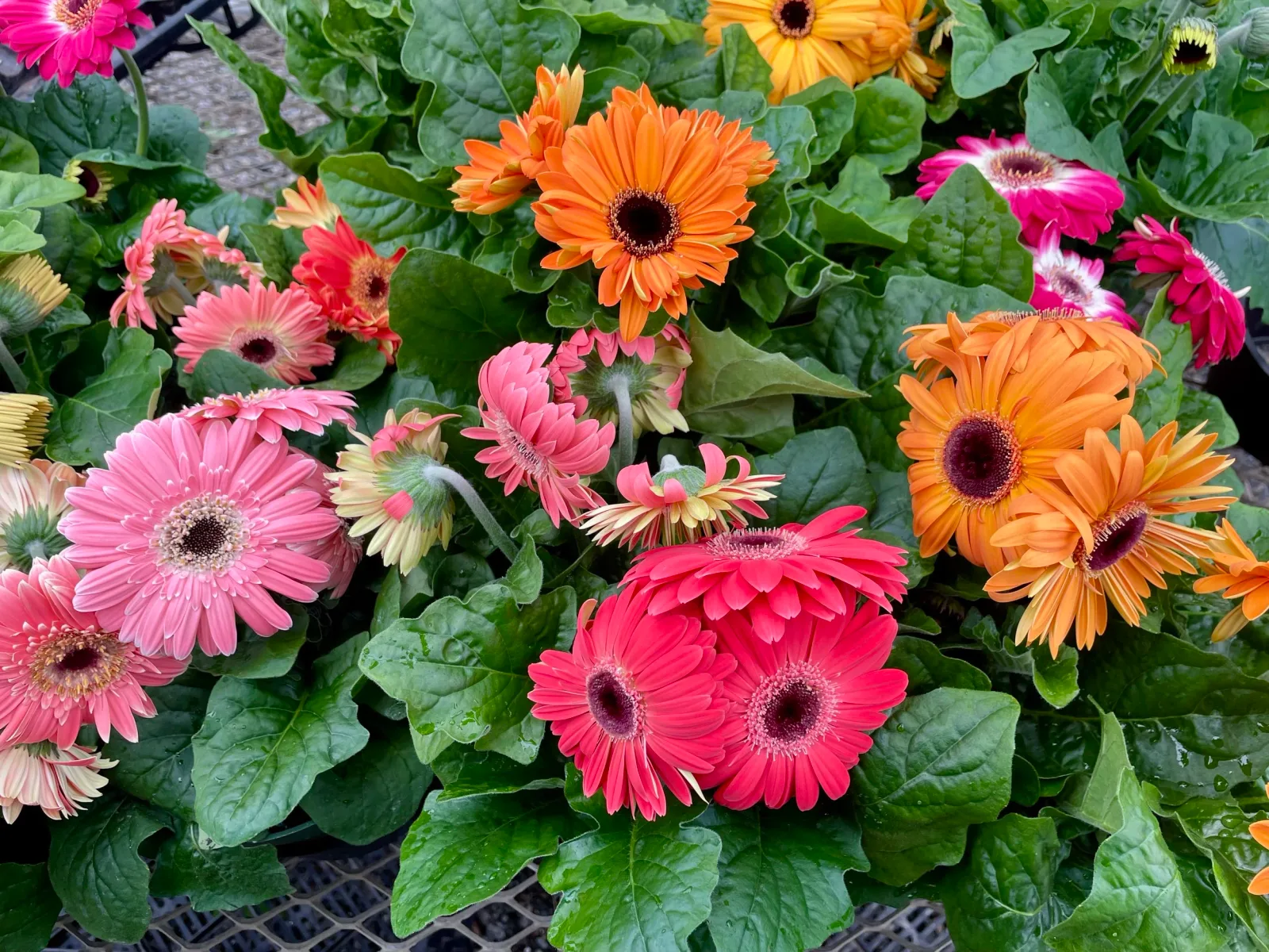 Farm photography at Paisley Farm & Greenhouses, Boxford, Massachusetts.