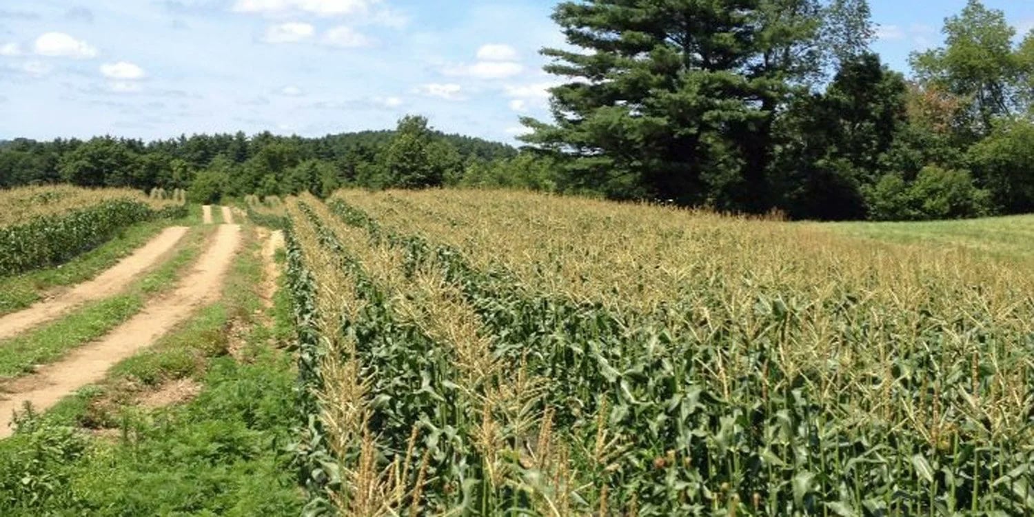Farm photography at Breezy Gardens, Leicester, Massachusetts.