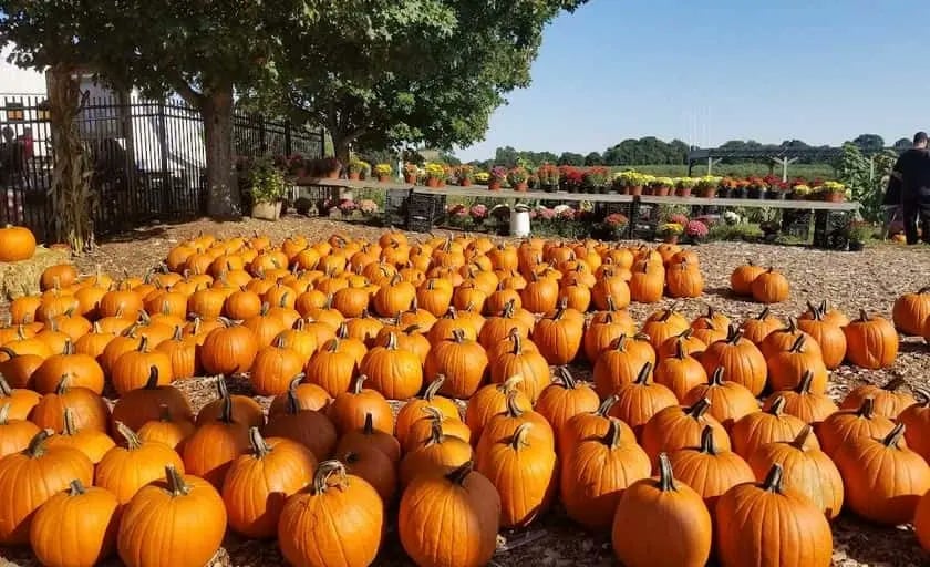 Farm photography at Brooksby Farm, Peabody, Massachusetts.