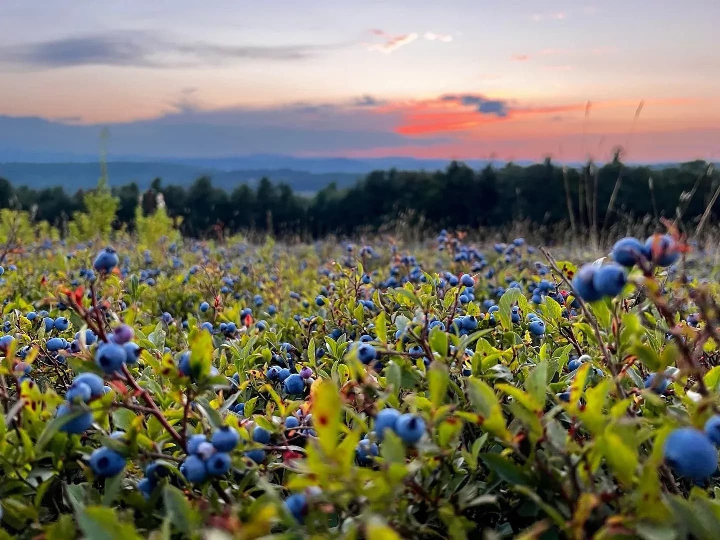 Farm photography at Burnt Hill Farm, Heath, Massachusetts.