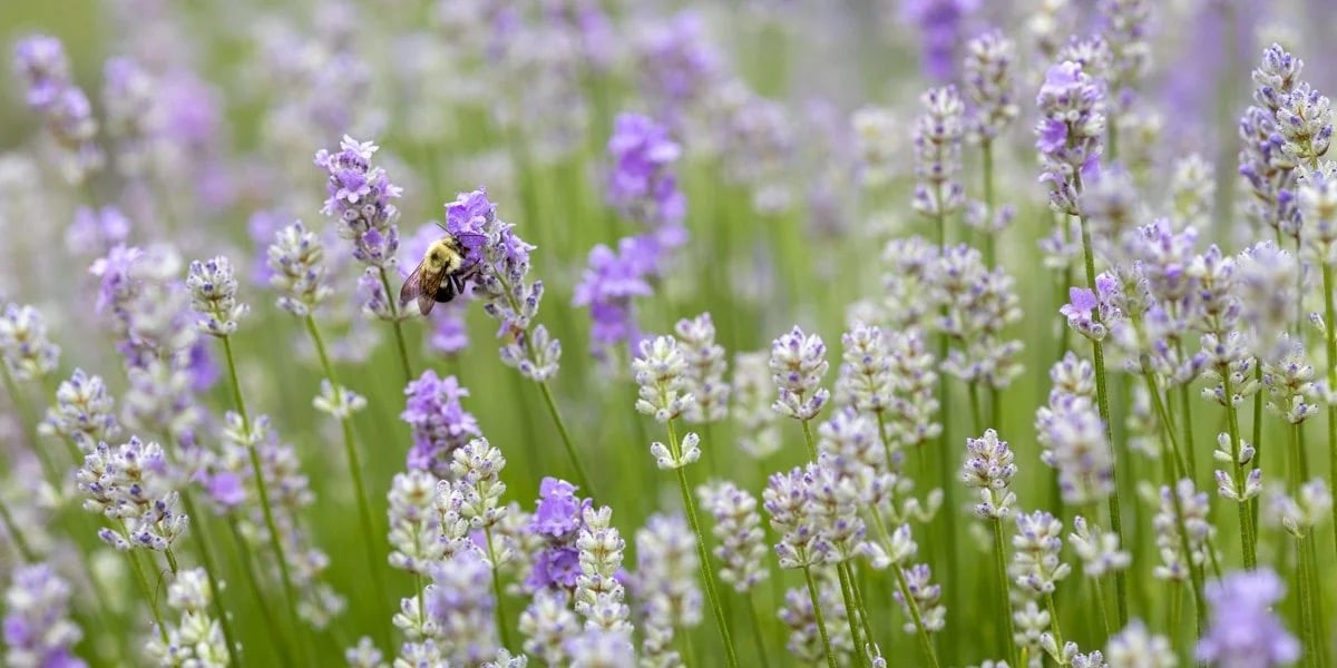 Farm photography at Cape Cod Lavender Farm, Harwich, Massachusetts.