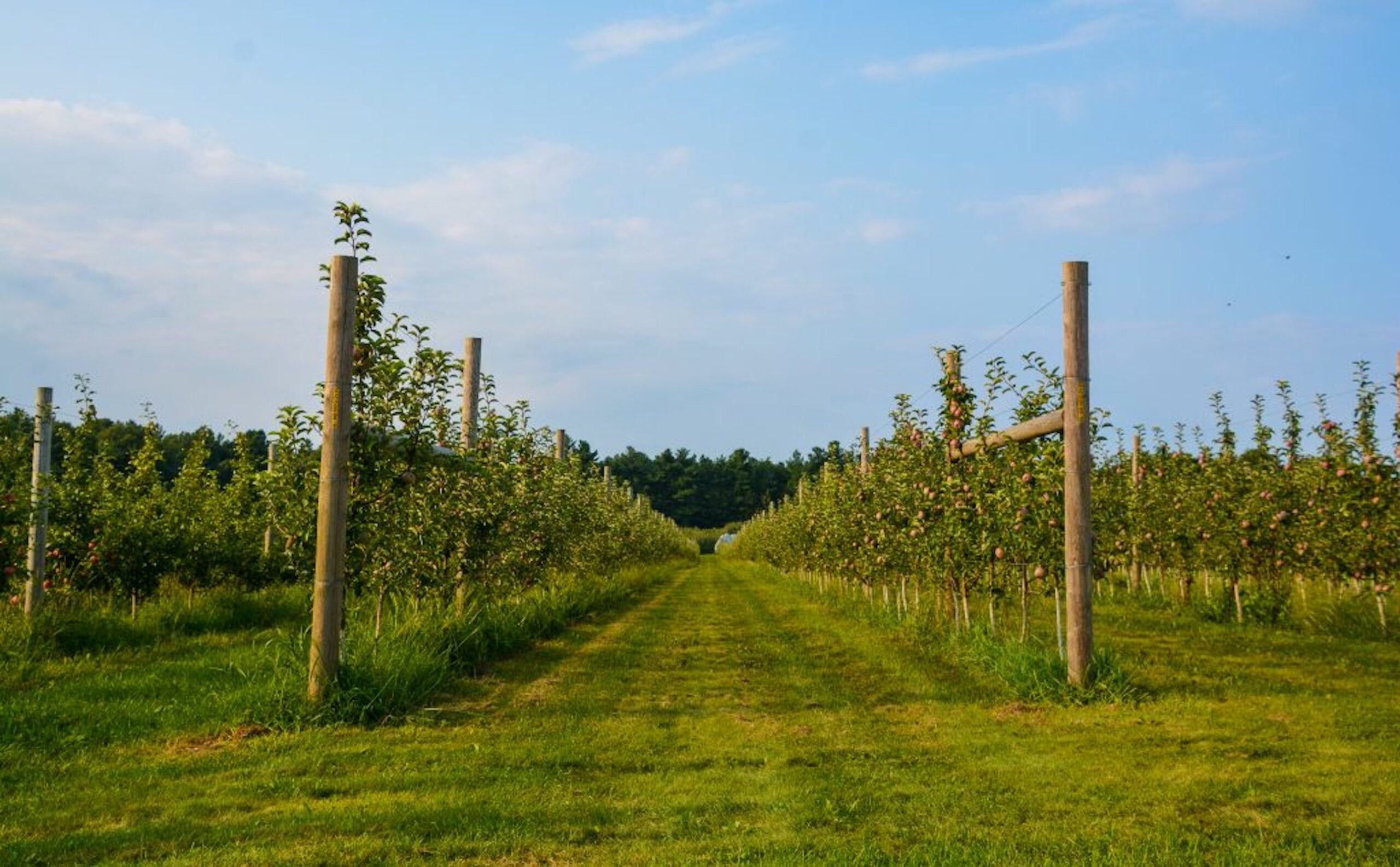 Farm photography at Carlson Orchards, Harvard, Massachusetts.