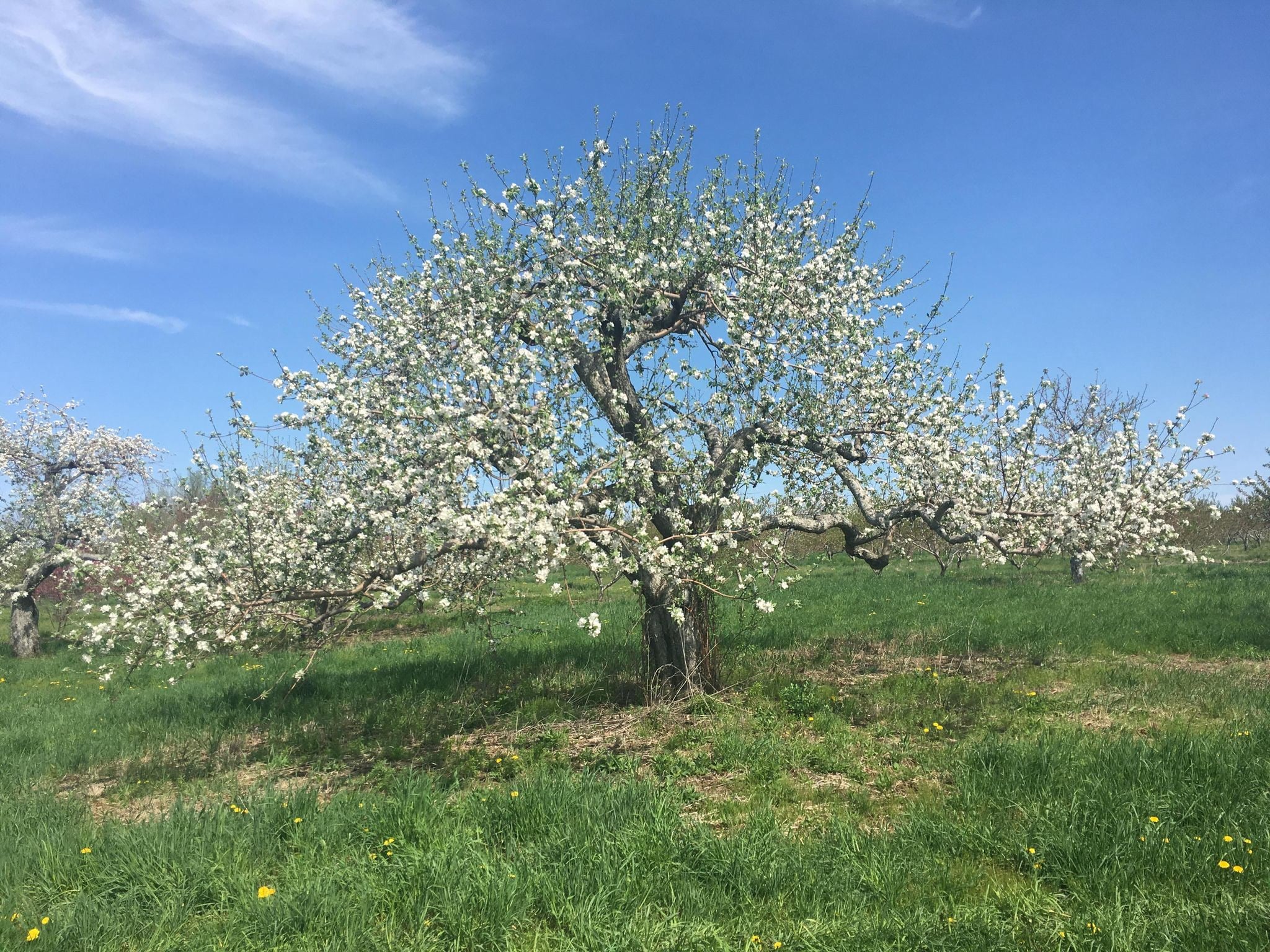 Farm photography at Carver Hill Orchard, Stow, Massachusetts.