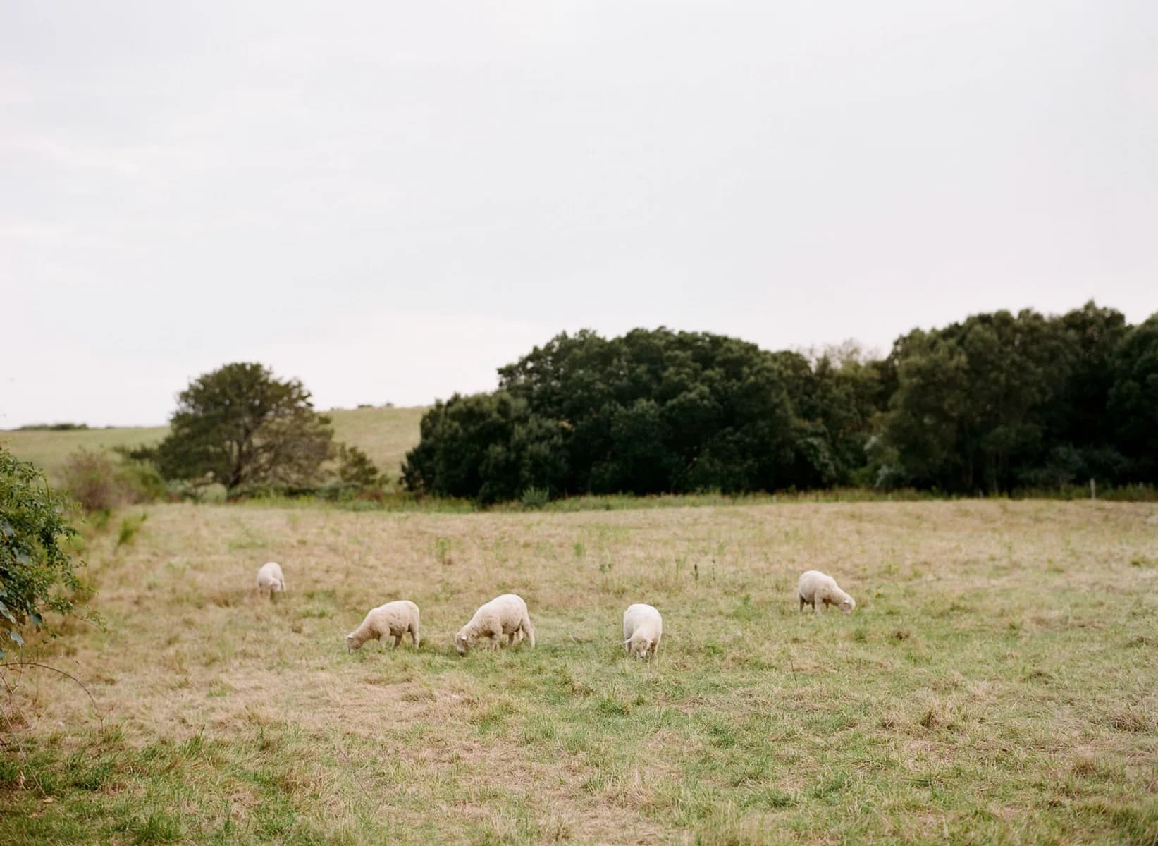 Farm photography at Allen Farm Sheep & Wool Company, Chilmark, Massachusetts.