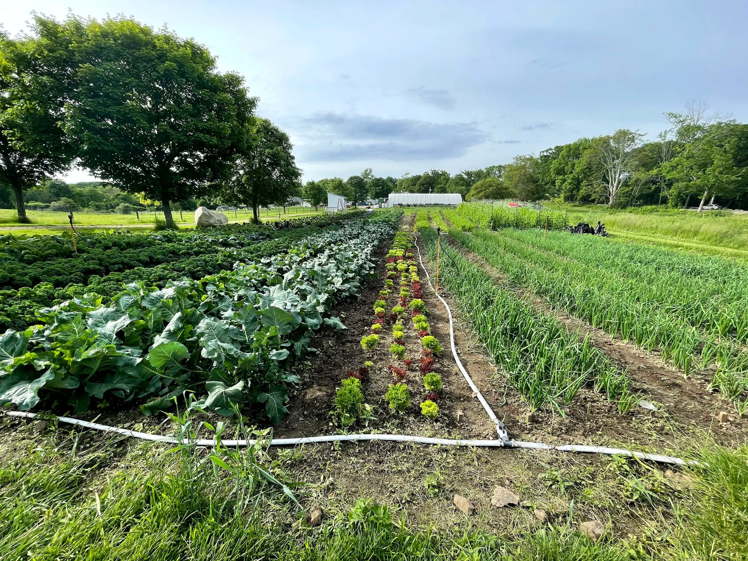 Farm photography at Codman Community Farms, Lincoln, Massachusetts.