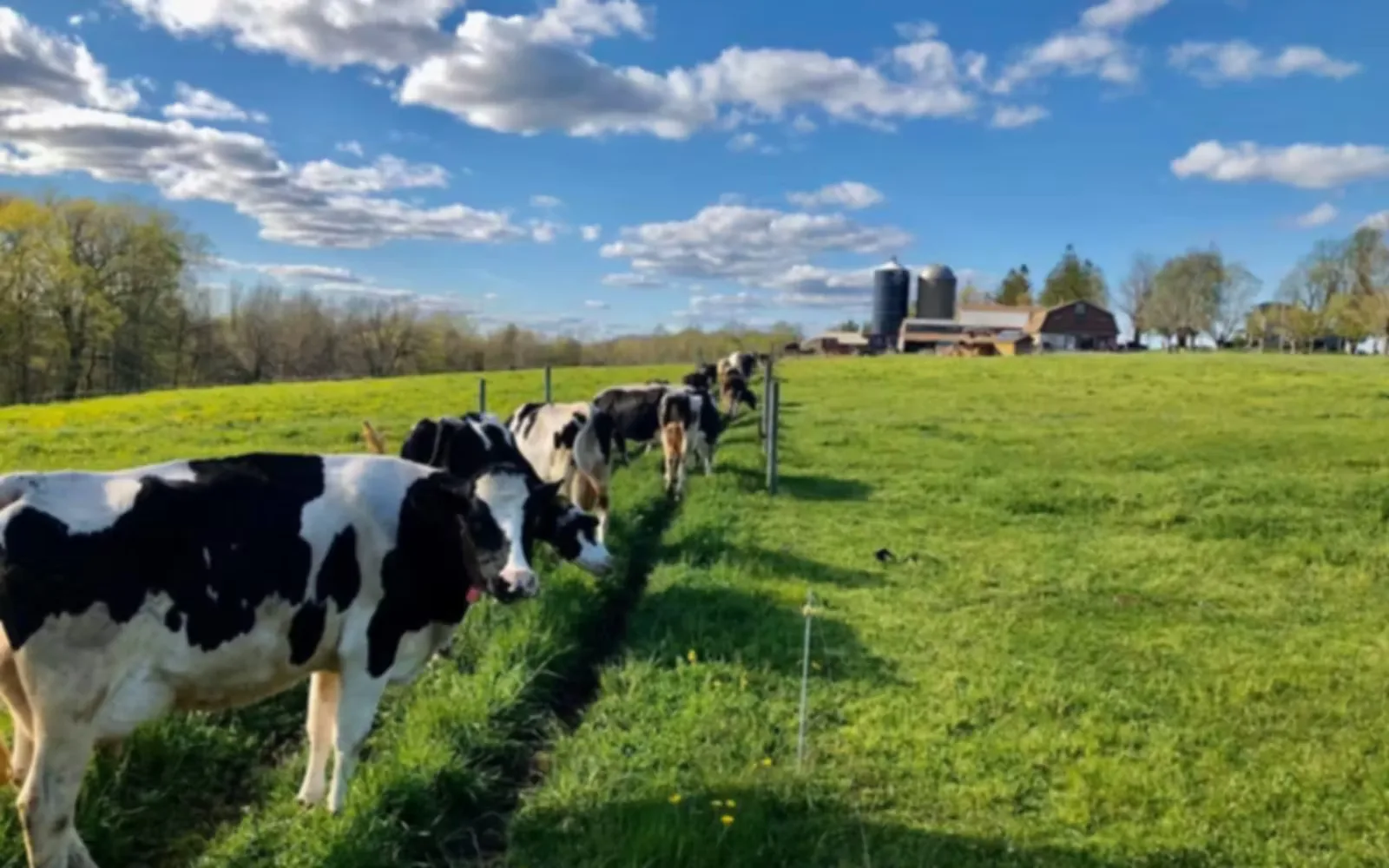 Farm photography at Cooper's Hilltop Farm, Rochdale, Massachusetts.