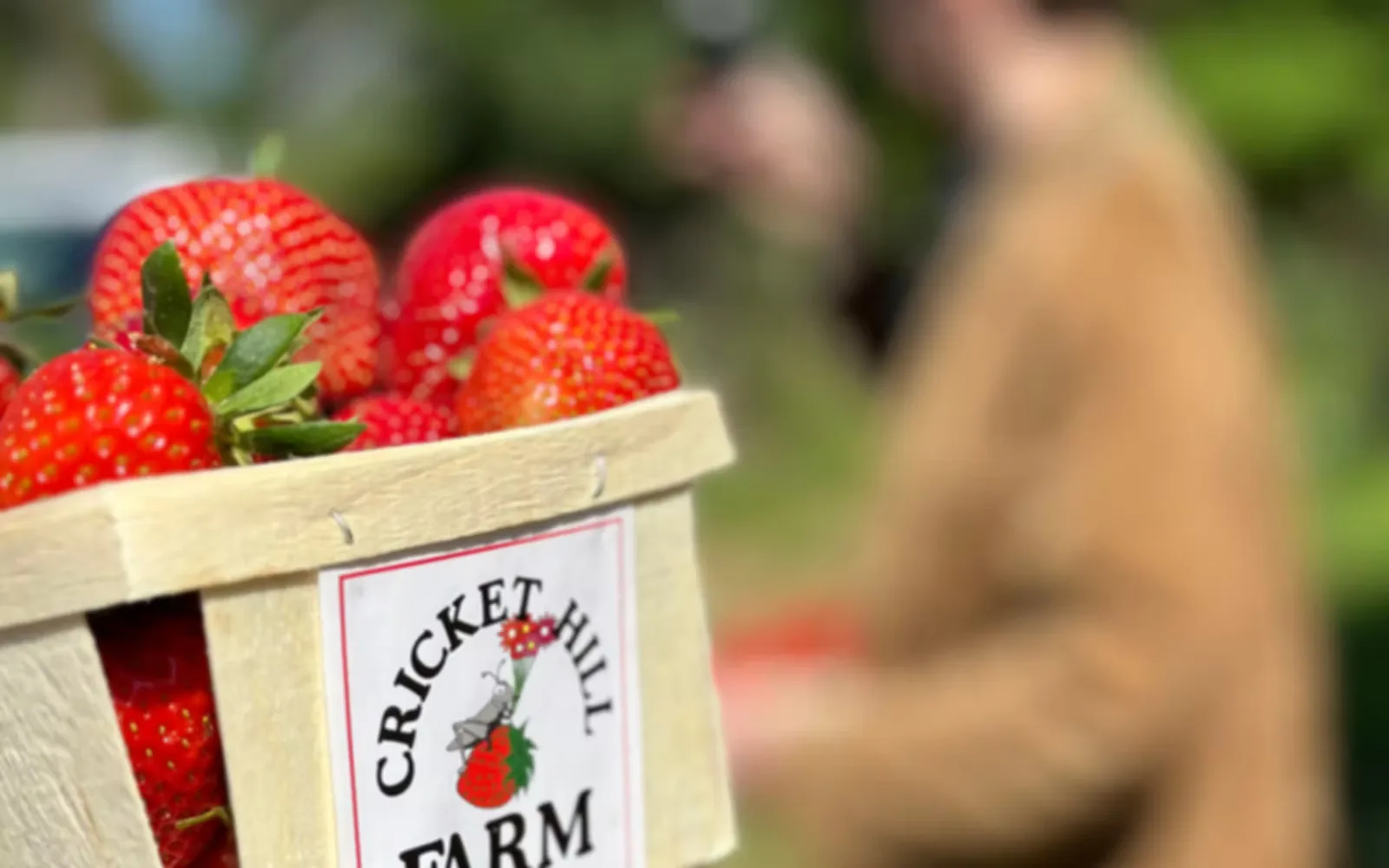 Farm photography at Cricket Hill Farm, Falmouth, Massachusetts.