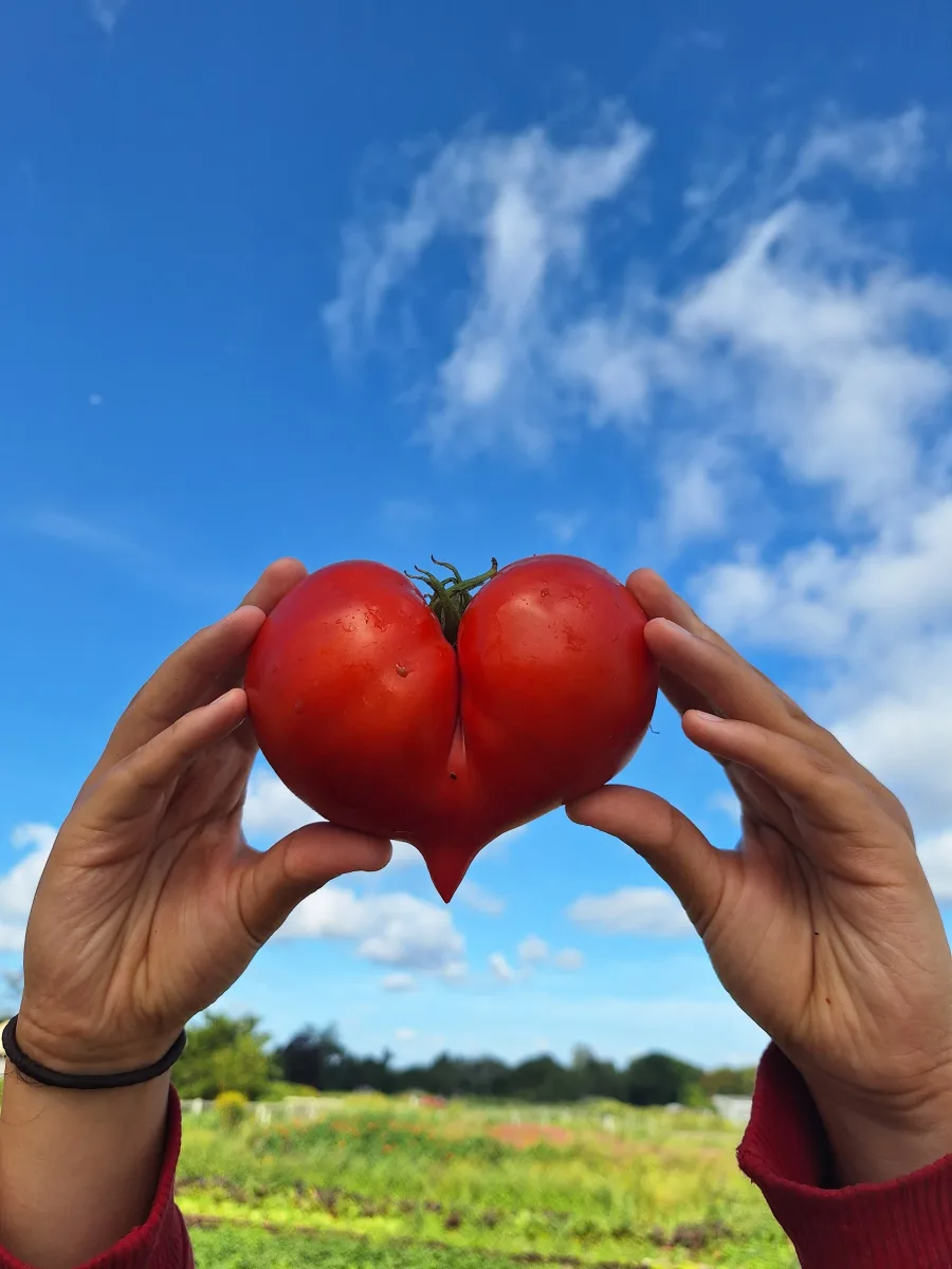 Farm photography at Flying Carrot Farm, Dartmouth, Massachusetts.