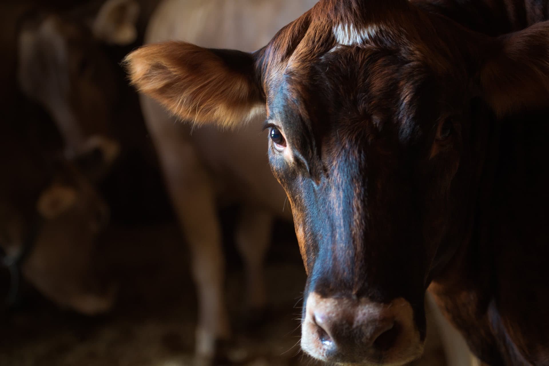Farm photography at Drumlin Farm Wildlife Sanctuary, Lincoln, Massachusetts.