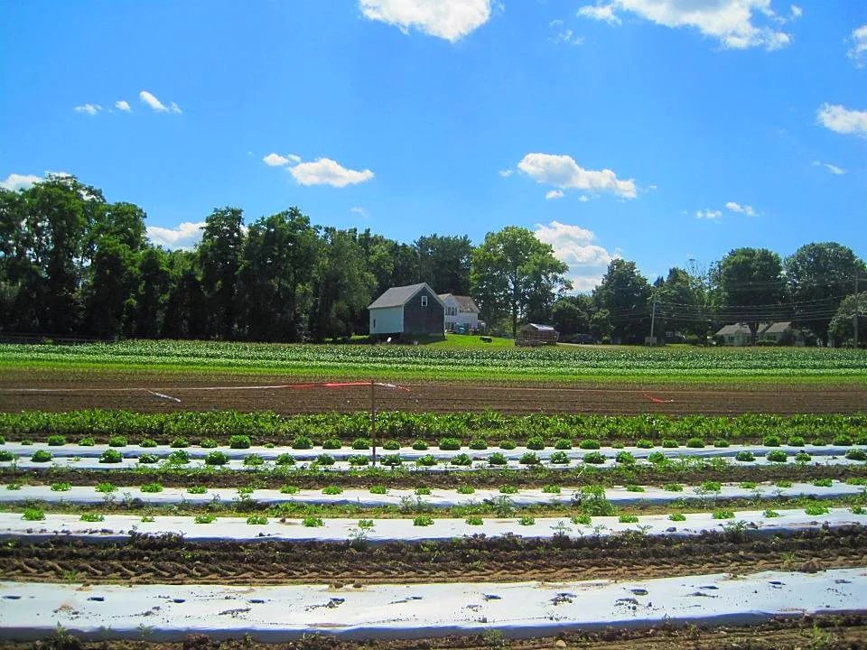 Farm photography at Elliot Farm, Lakeville, Massachusetts.