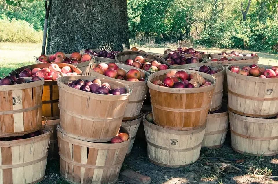 Farm photography at Fay's Farm & Orchard, Haverhill, Massachusetts.