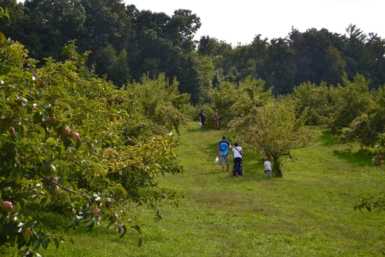 Farm photography at Fern Valley Farms, Wilbraham, Massachusetts.