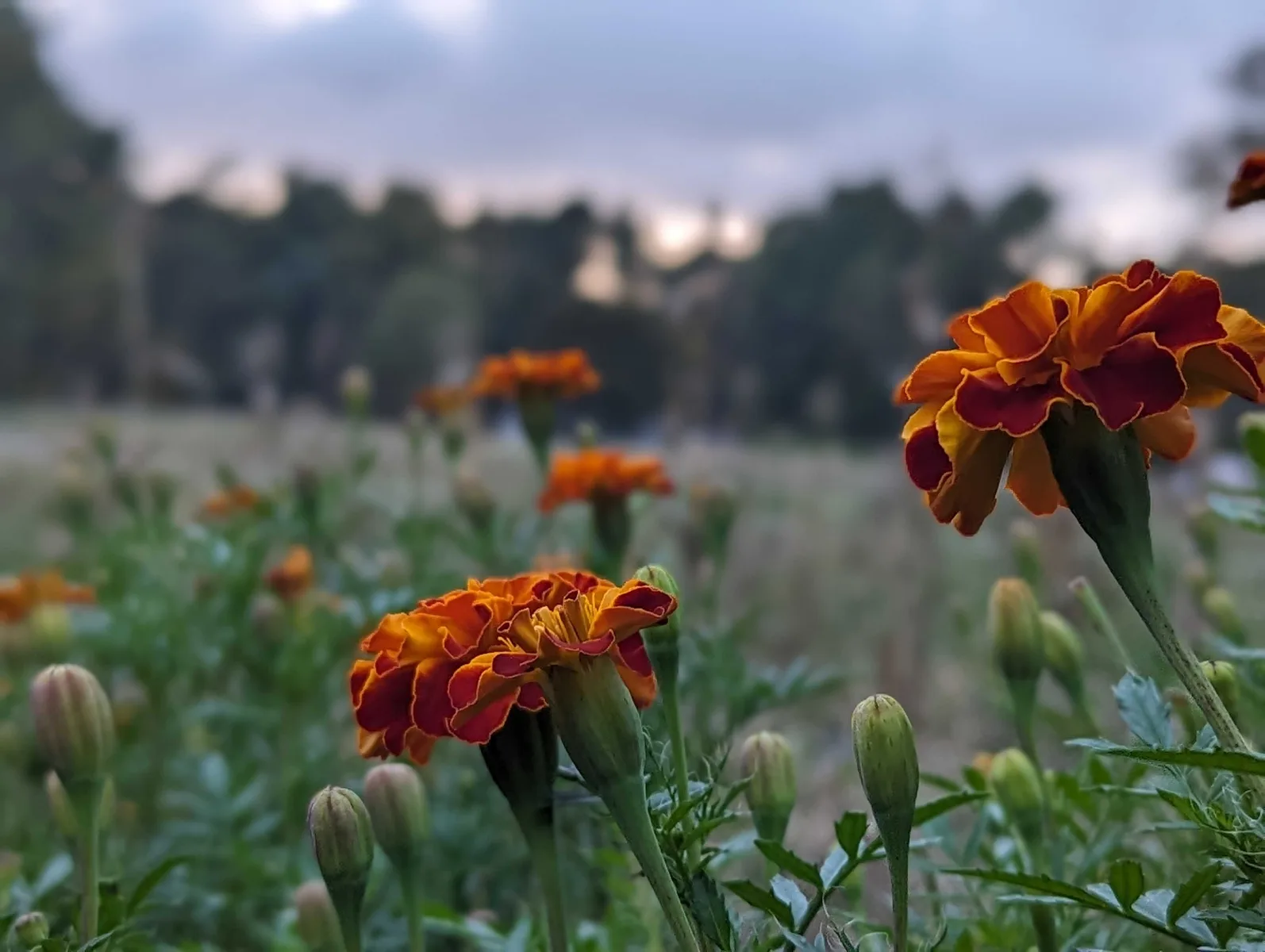 Farm photography at Stargazer Hollow Farm, Fitchburg, Massachusetts.