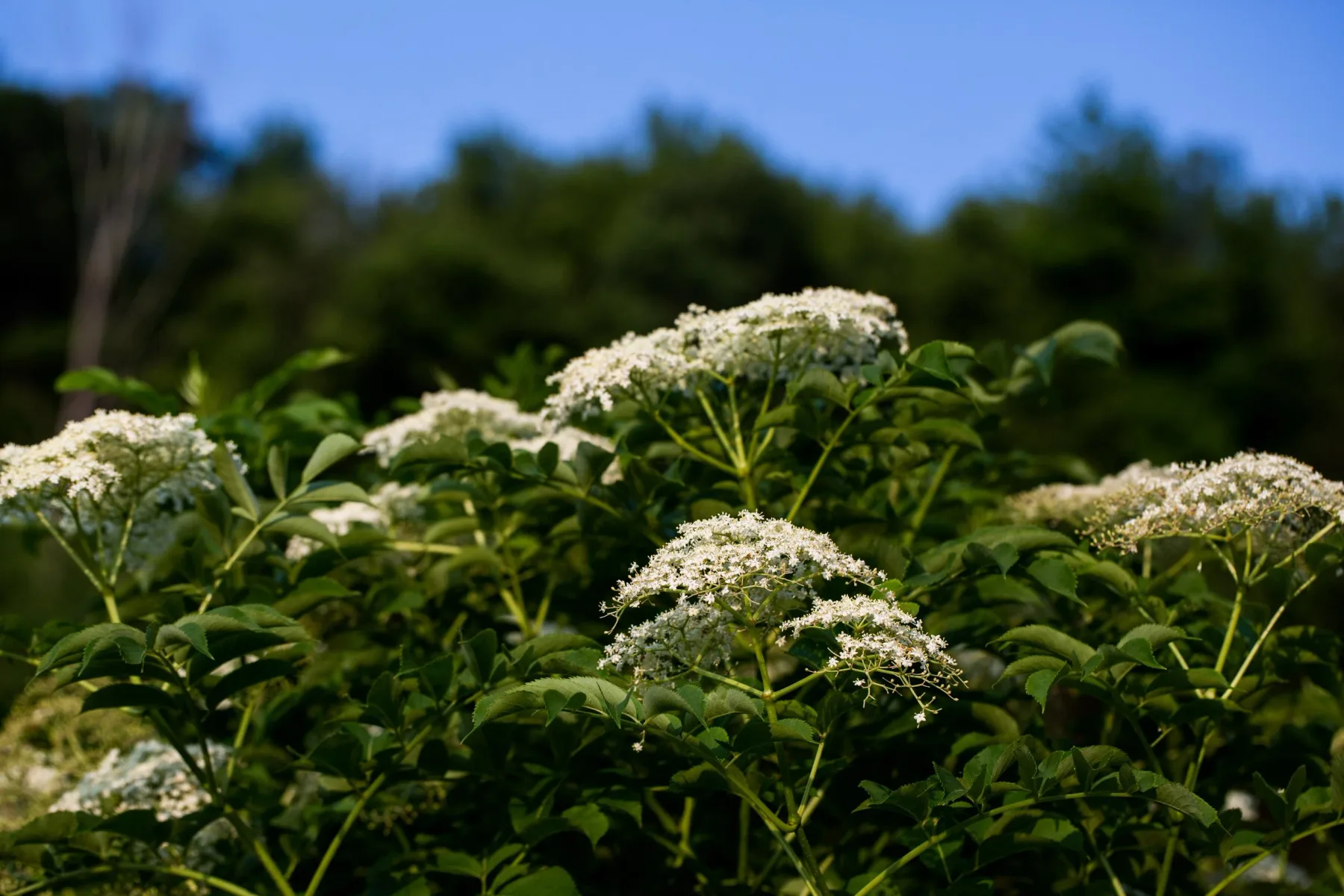 Farm photography at Foxtrot Farm, Ashfield, Massachusetts.