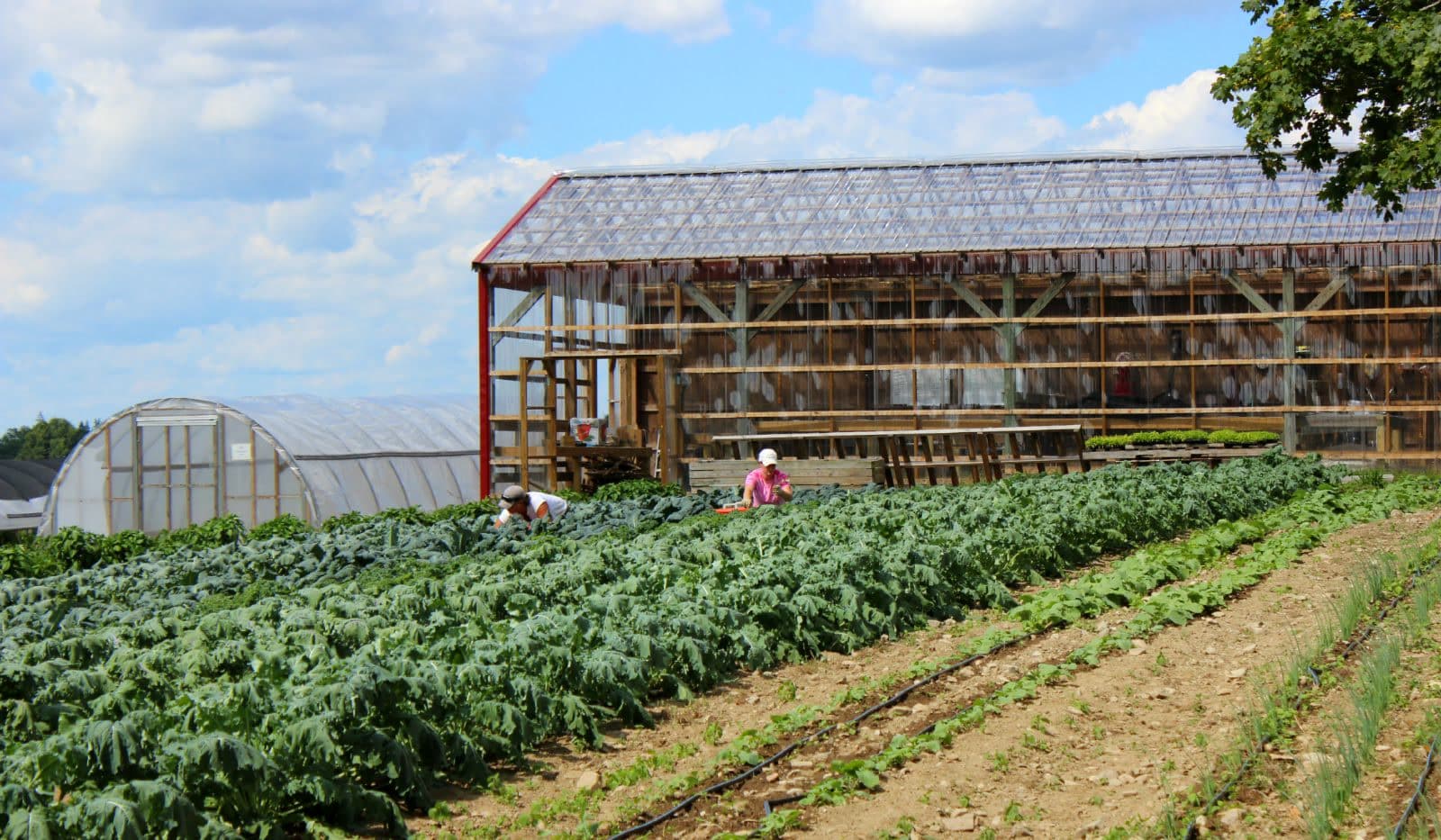 Farm photography at Gibbet Hill Farm, Groton, Massachusetts.
