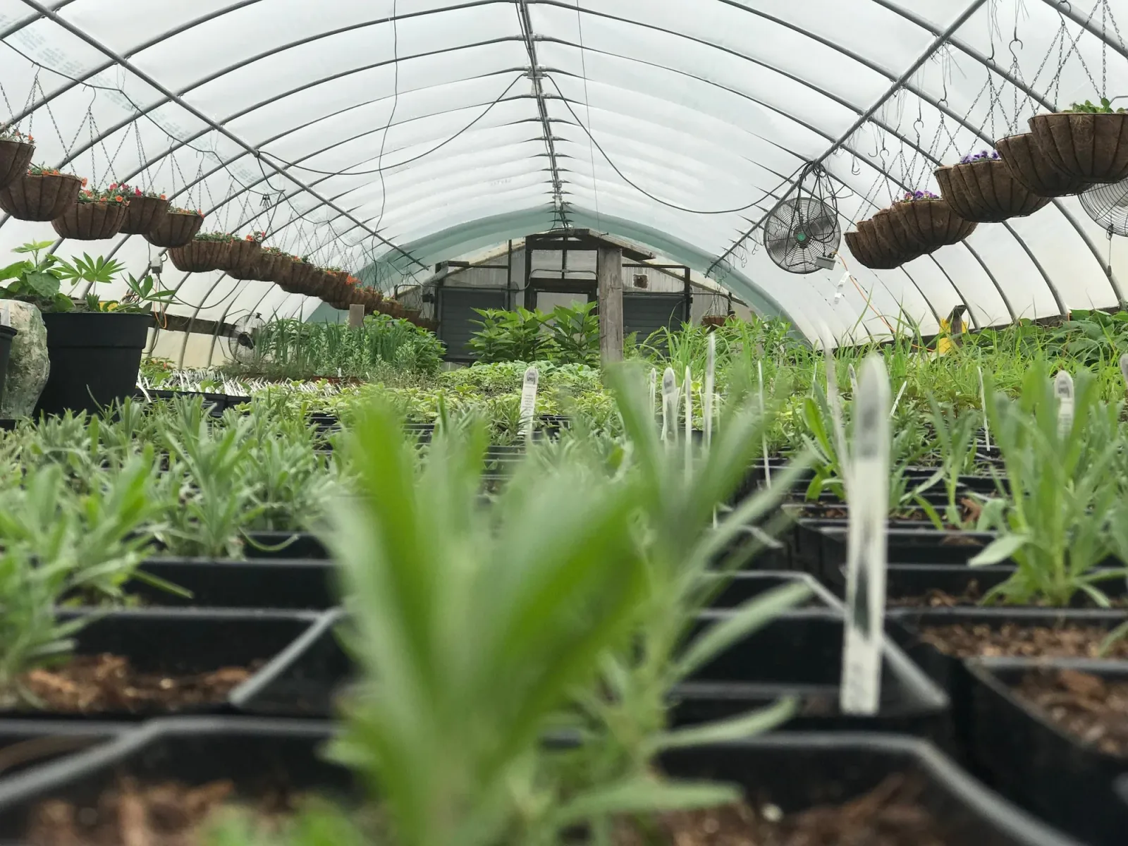 Farm photography at Cedar Rock Gardens, Gloucester, Massachusetts.