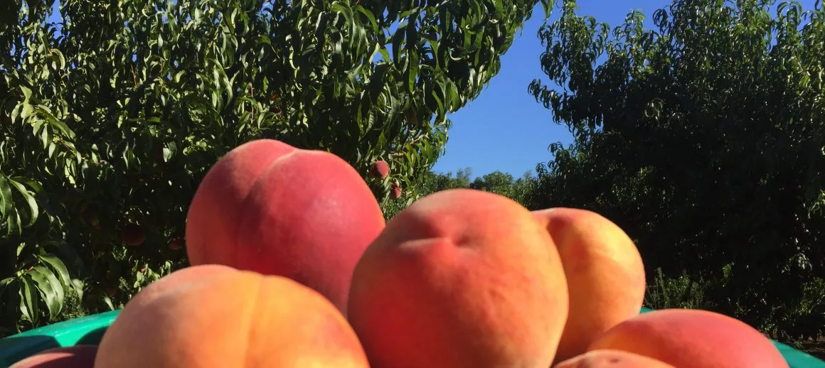Farm photography at Hamilton Orchards, New Salem, Massachusetts.