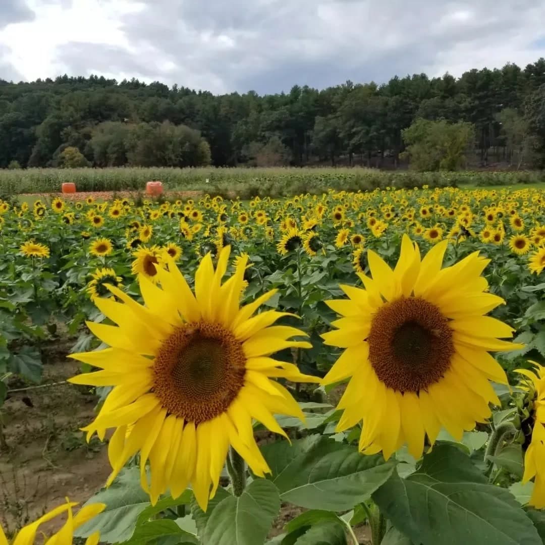 Farm photography at Hanson's Farm, Framingham, Massachusetts.