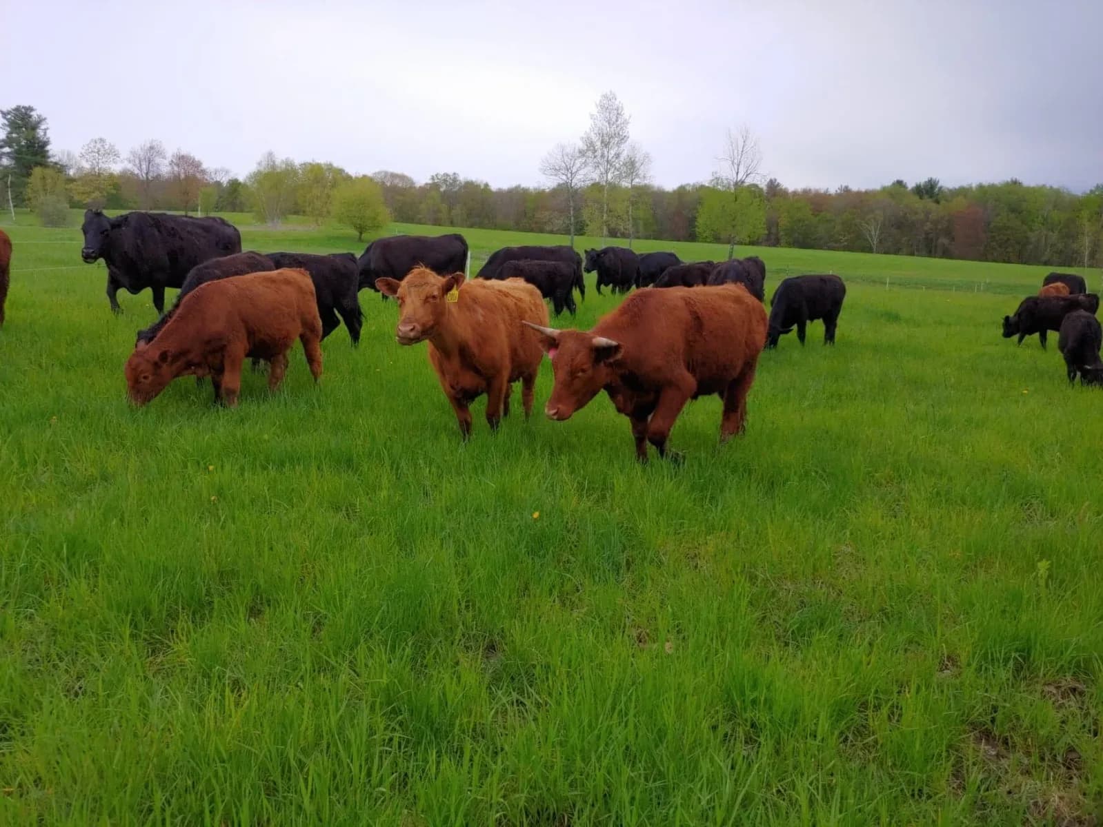 Farm photography at Maple Hill Farm Grass-Fed Beef, Hardwick, Massachusetts.