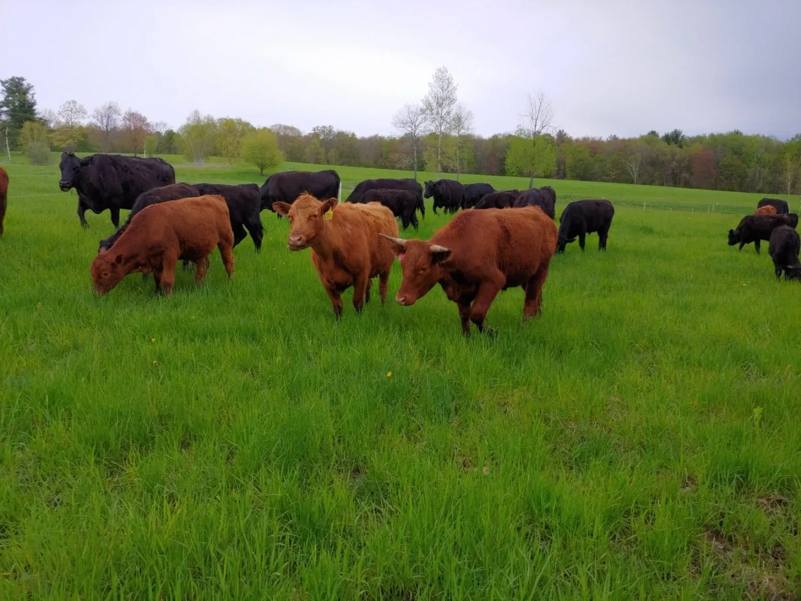Farm photography at Maple Hill Farm Grass-Fed Beef, Hardwick, Massachusetts.