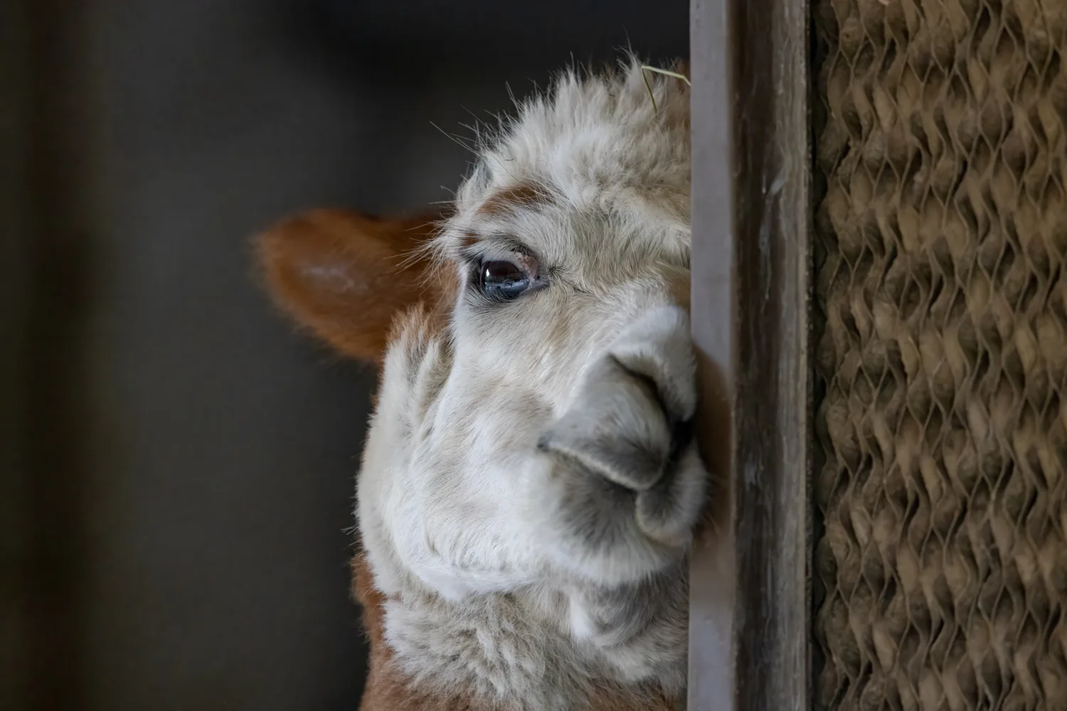 Farm photography at Harvard Alpaca Ranch, Harvard, Massachusetts.