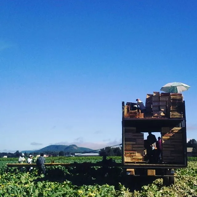 Farm photography at Harvest Farm of Whately, Whately, Massachusetts.
