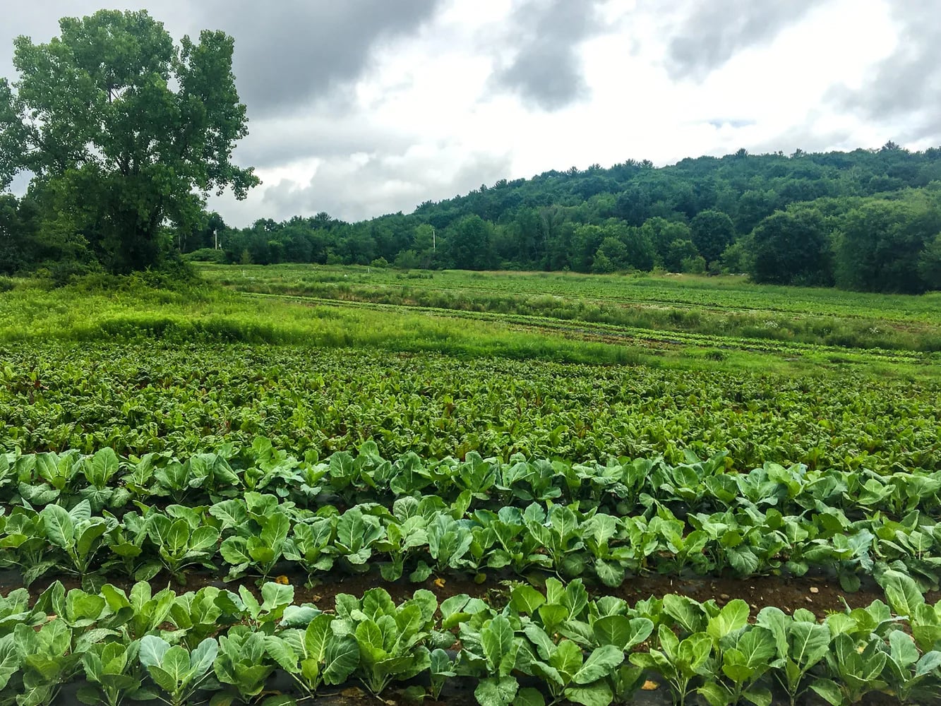 Farm photography at Heavens Harvest Farm, New Braintree, Massachusetts.