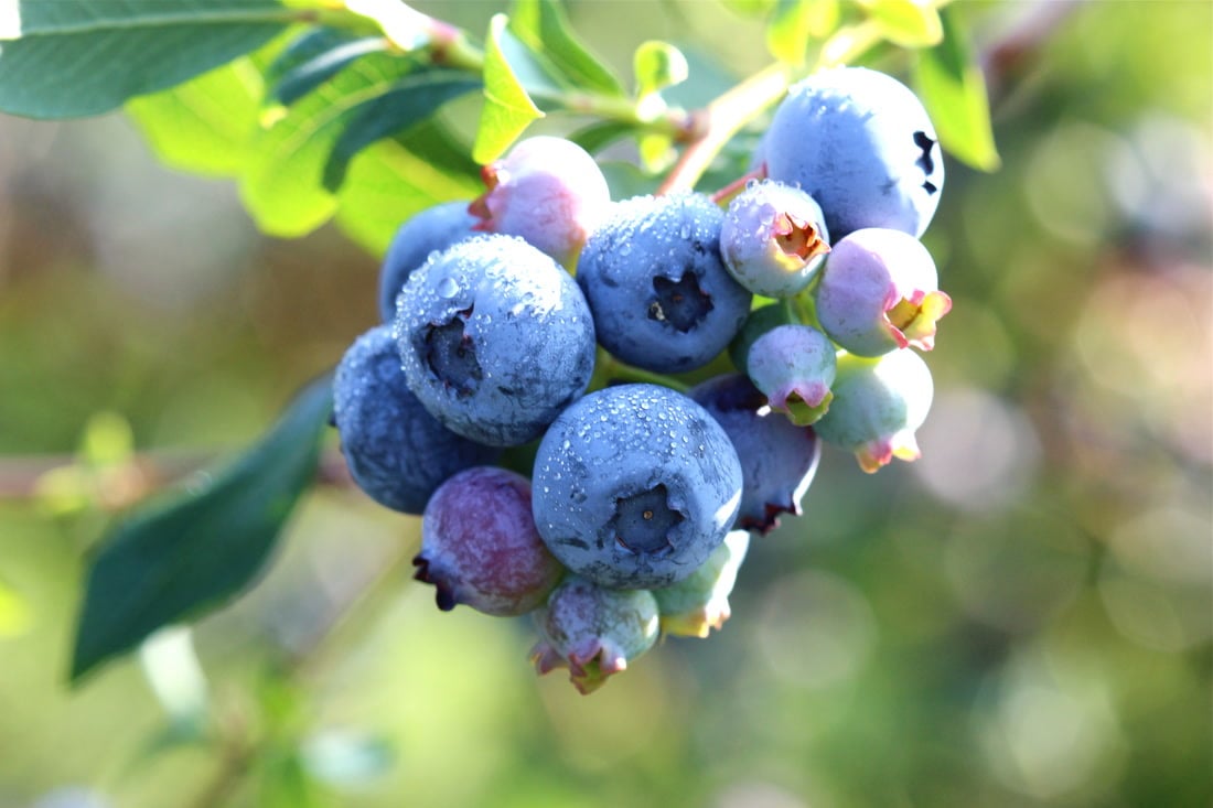 Farm photography at Hokum Rock Blueberry Farm, East Dennis, Massachusetts.