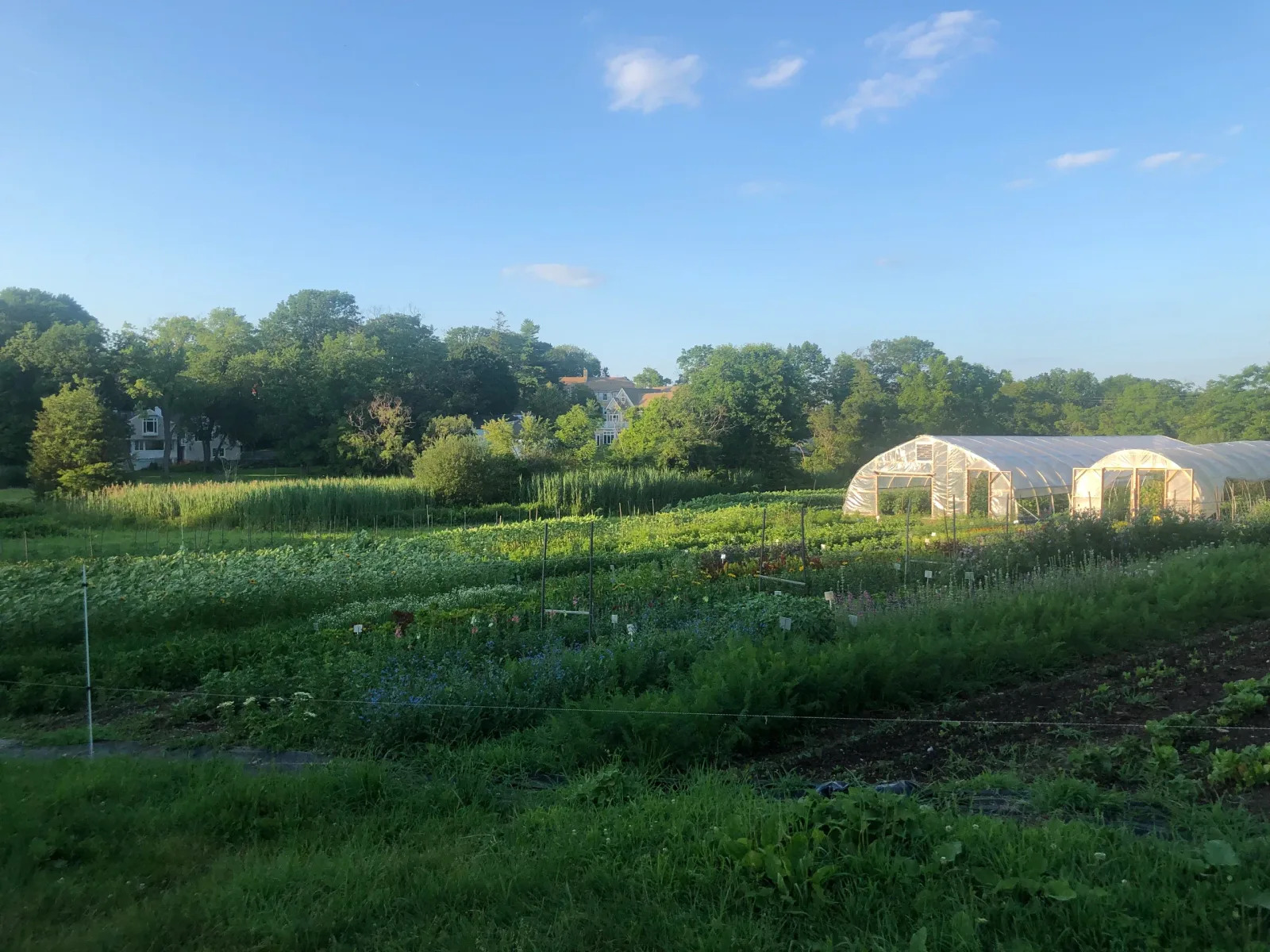 Farm photography at Holly Hill Farm, Cohasset, Massachusetts.