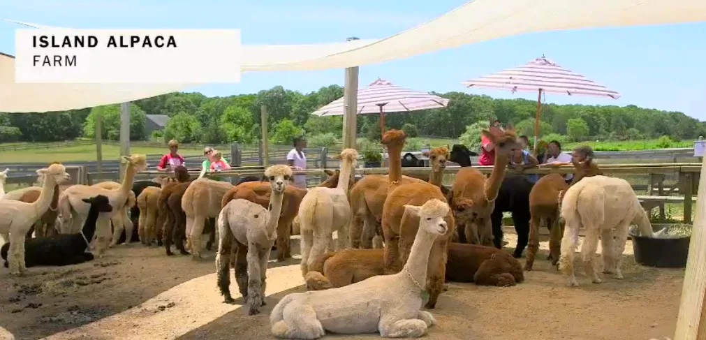 Farm photography at Island Alpaca Company of Martha's Vineyard, Oak Bluffs, Massachusetts.