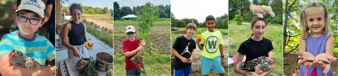 Farm photography at Land's Sake Farm, Weston, Massachusetts.