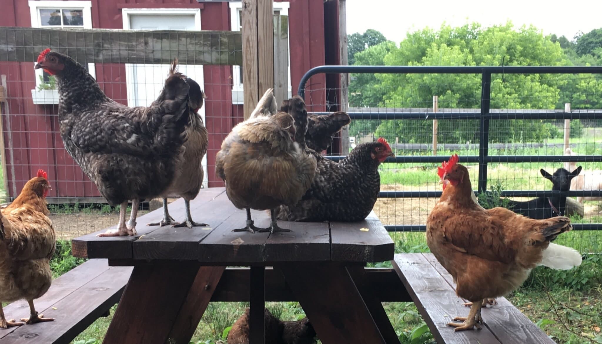 Farm photography at Lexington Community Farm, Lexington, Massachusetts.