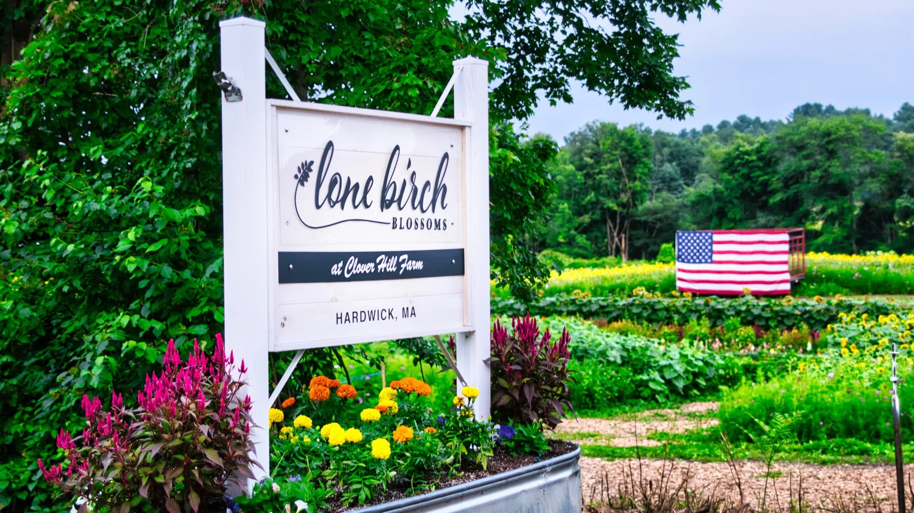 Farm photography at Lone Birch Blossoms, Hardwick, Massachusetts.