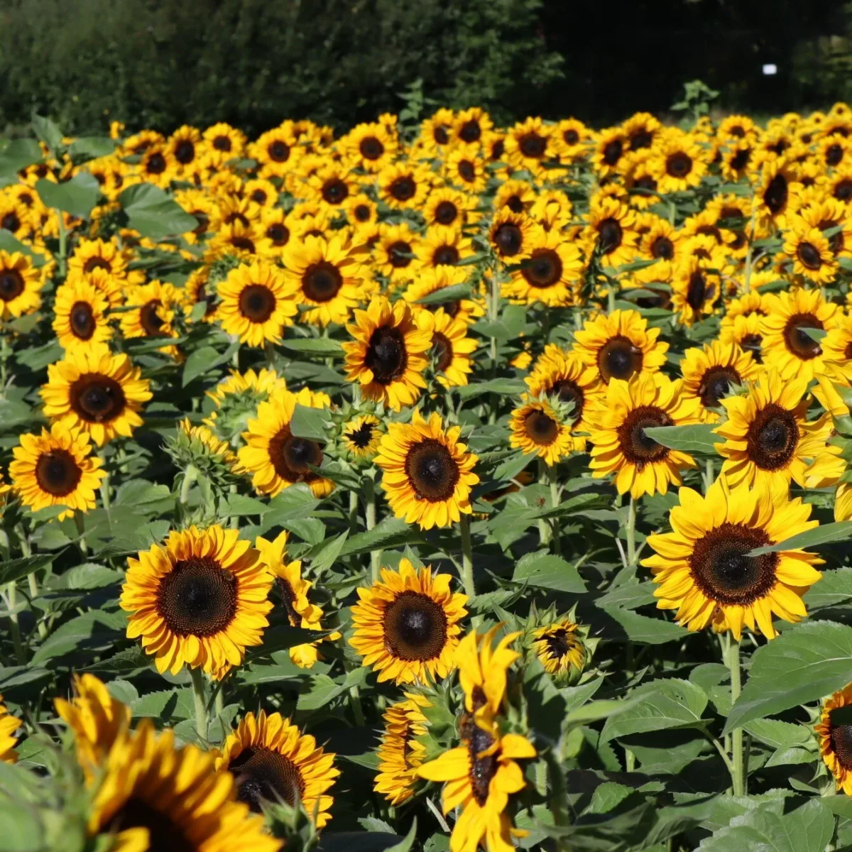 Farm photography at Massachusetts Horticultural Society - Garden at Elm Bank, Wellesley, Massachusetts.