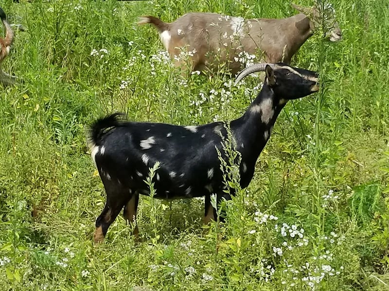 Farm photography at Gray Raven Farm, Middlefield, Massachusetts.