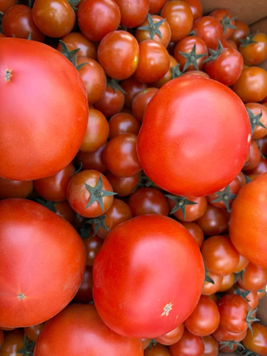Fresh tomatoes from Mount Hill Farm in Wrentham, Massachusetts.