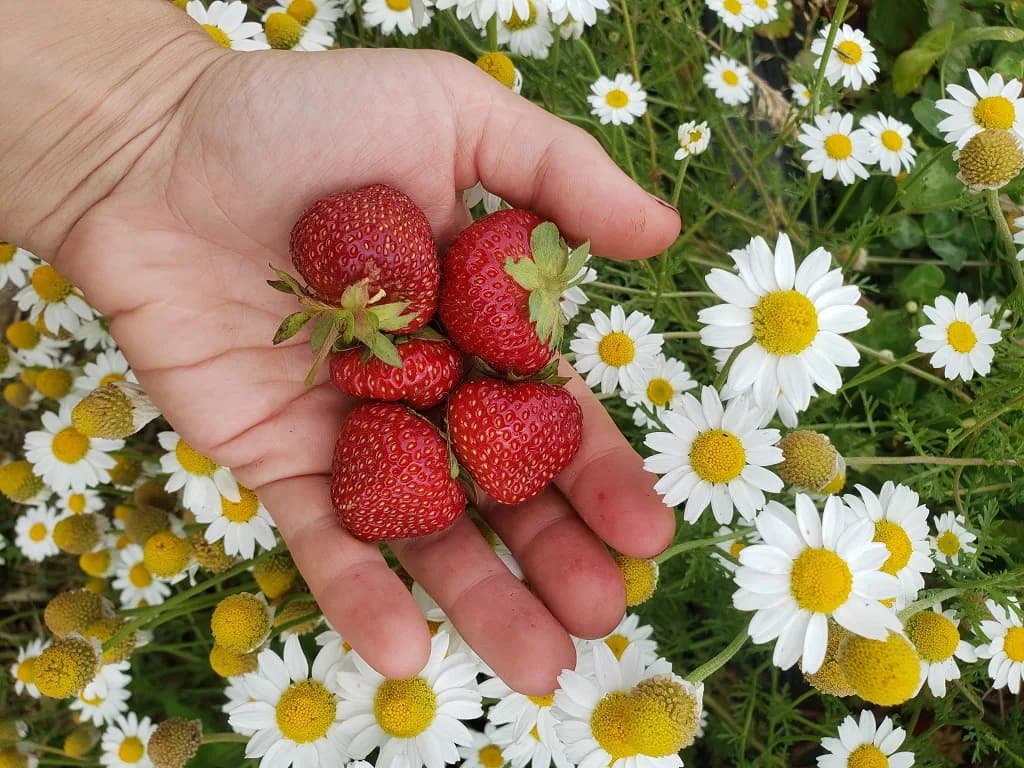 Farm photography at Old Earth Orchards, East Taunton, Massachusetts.