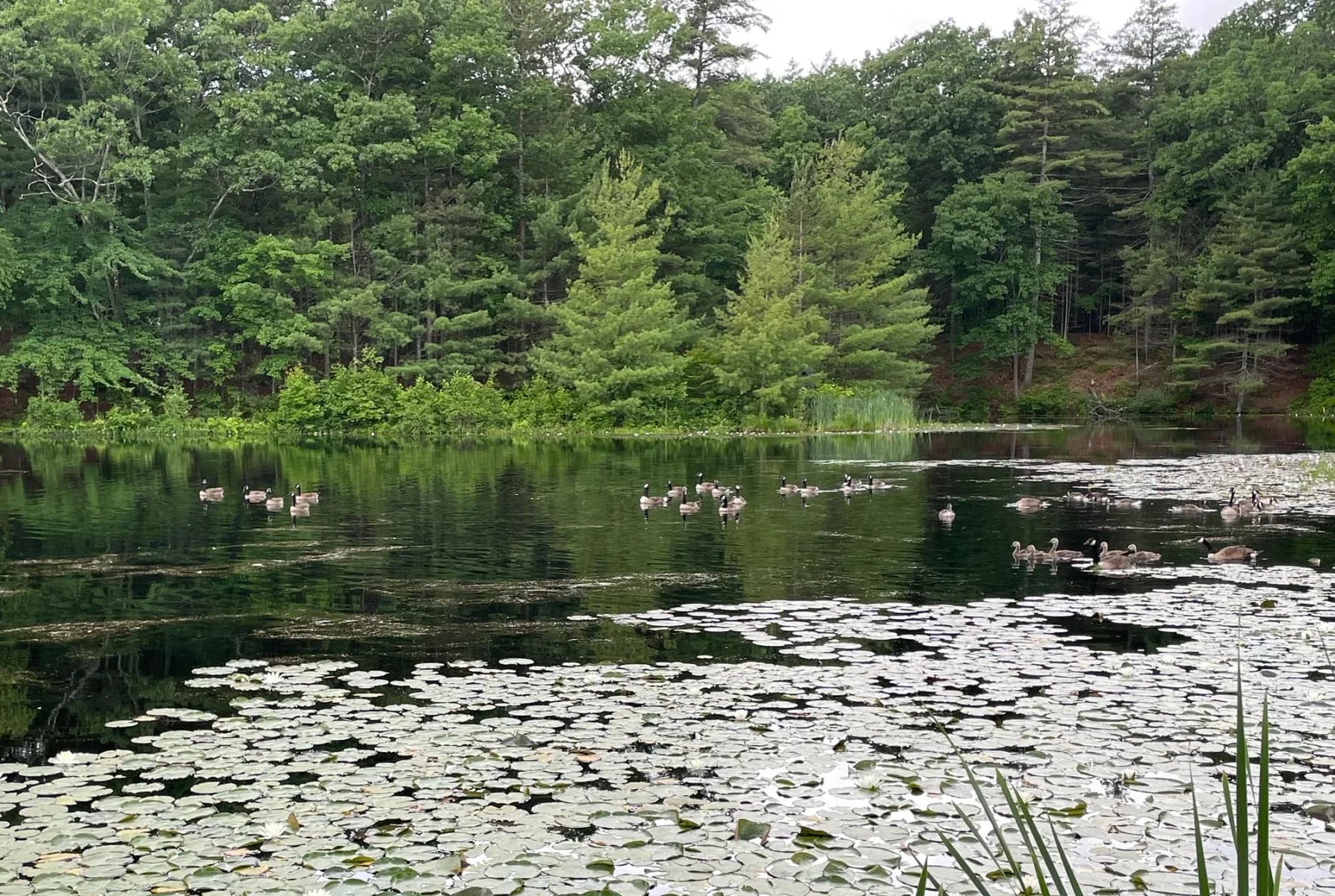 Farm photography at Old Frog Pond Farm, Harvard, Massachusetts.