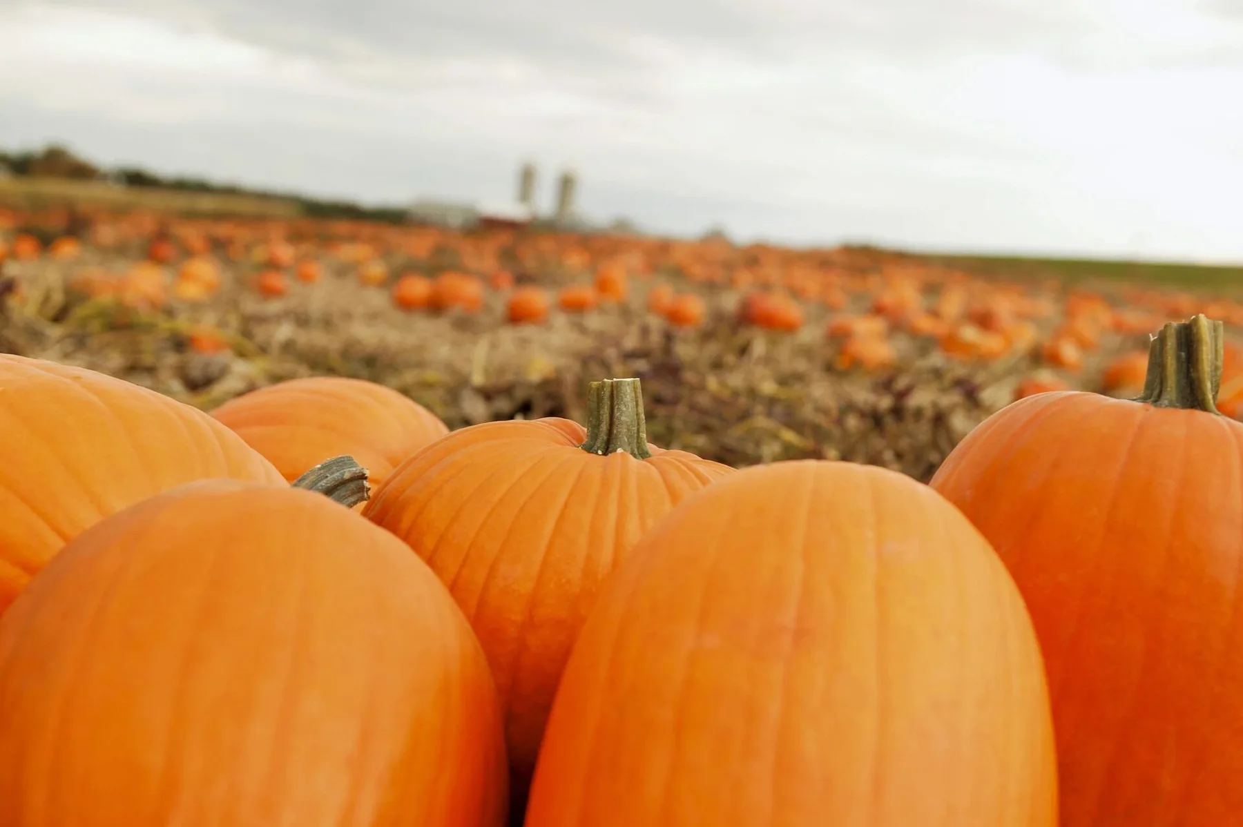 Farm photography at Pickard Farm, Littleton, Massachusetts.