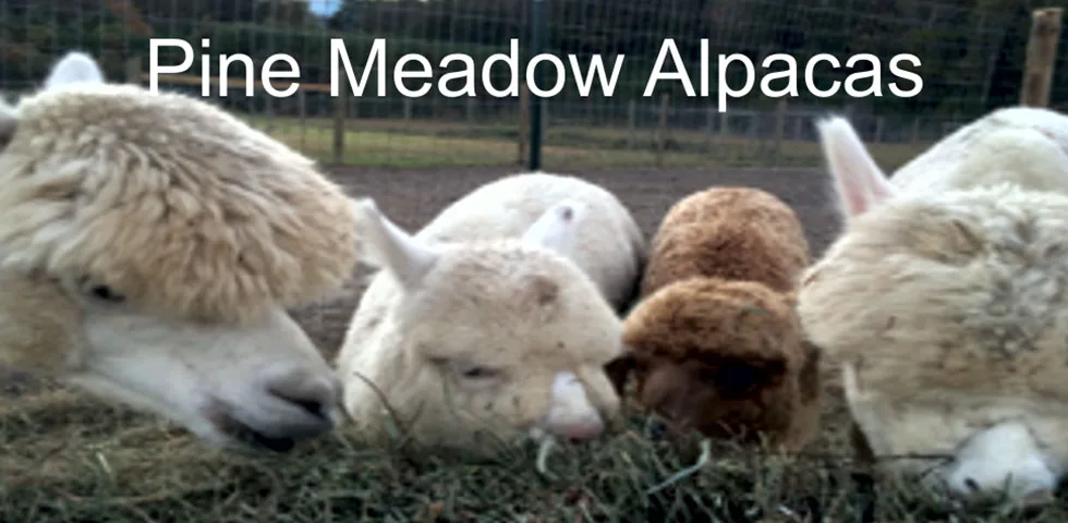 Farm photography at Pine Meadow Alpacas, Mattapoisett, Massachusetts.