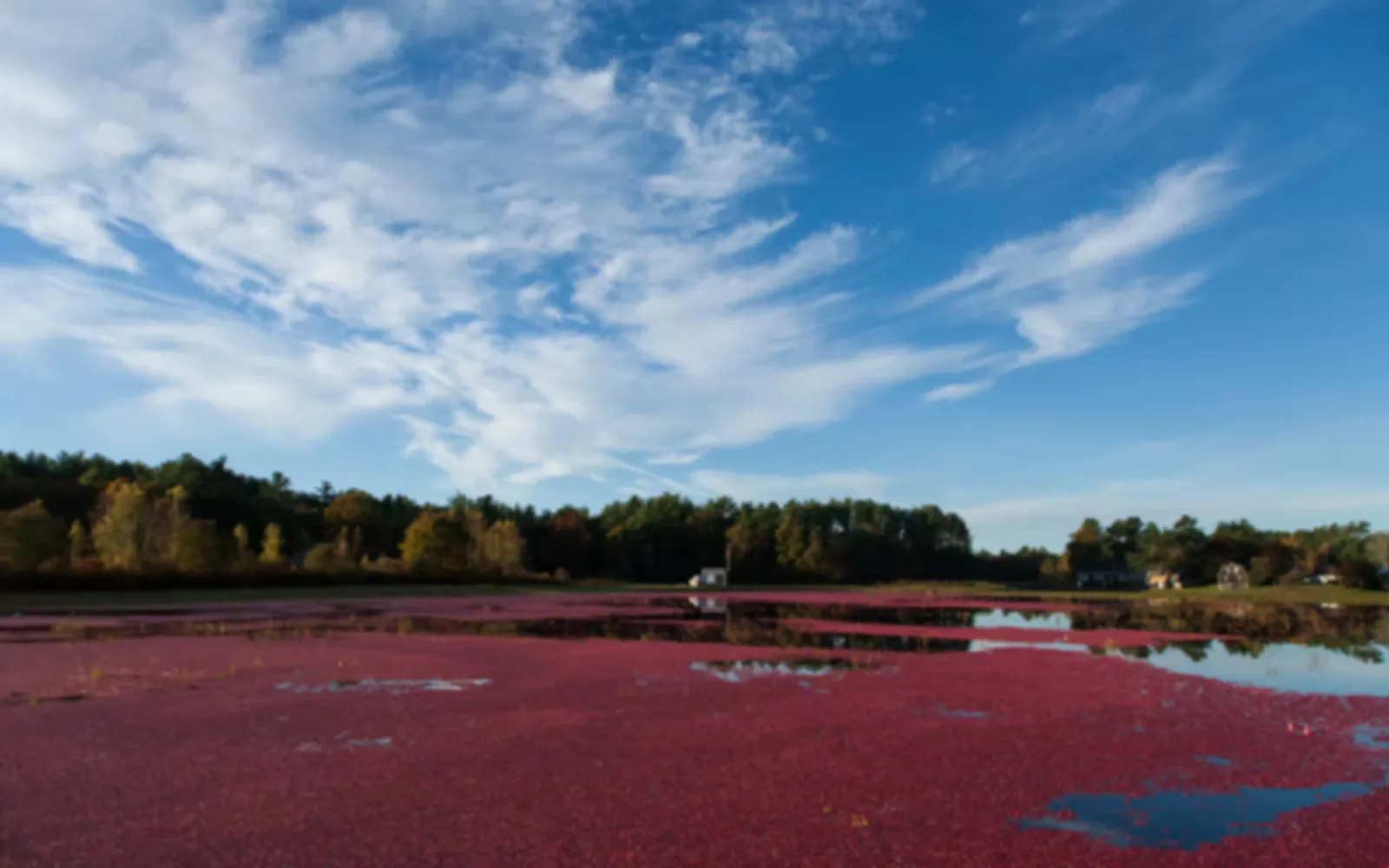 Farm photography at Mayflower Cranberries, Plympton, Massachusetts.