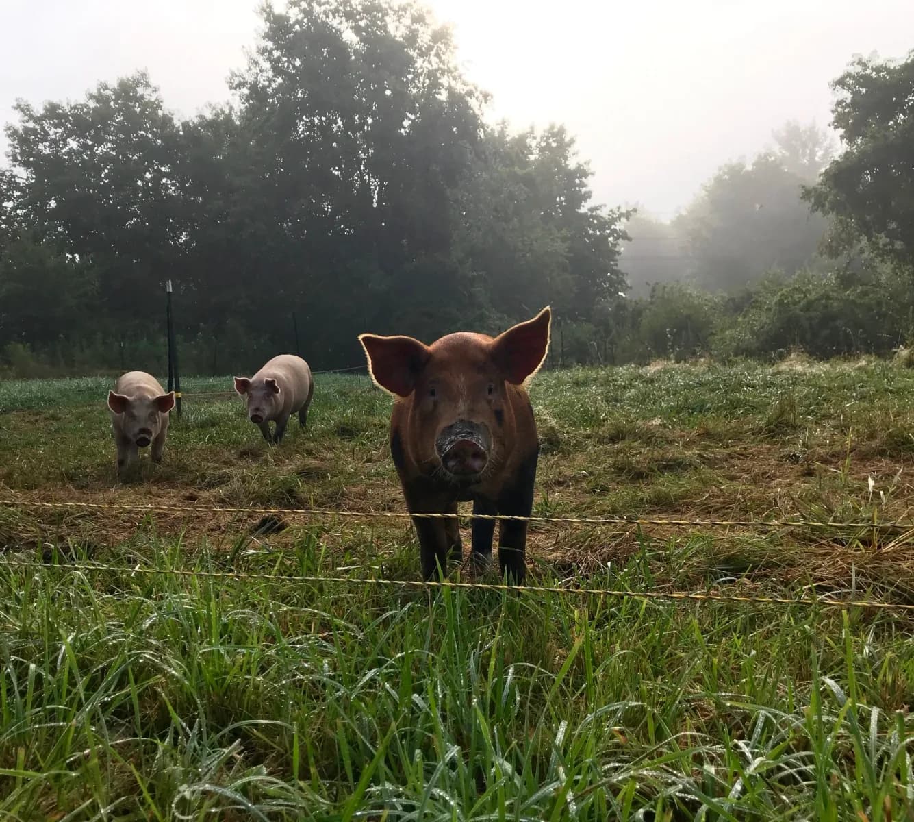 Farm photography at Revival Farm, Plympton, Massachusetts.