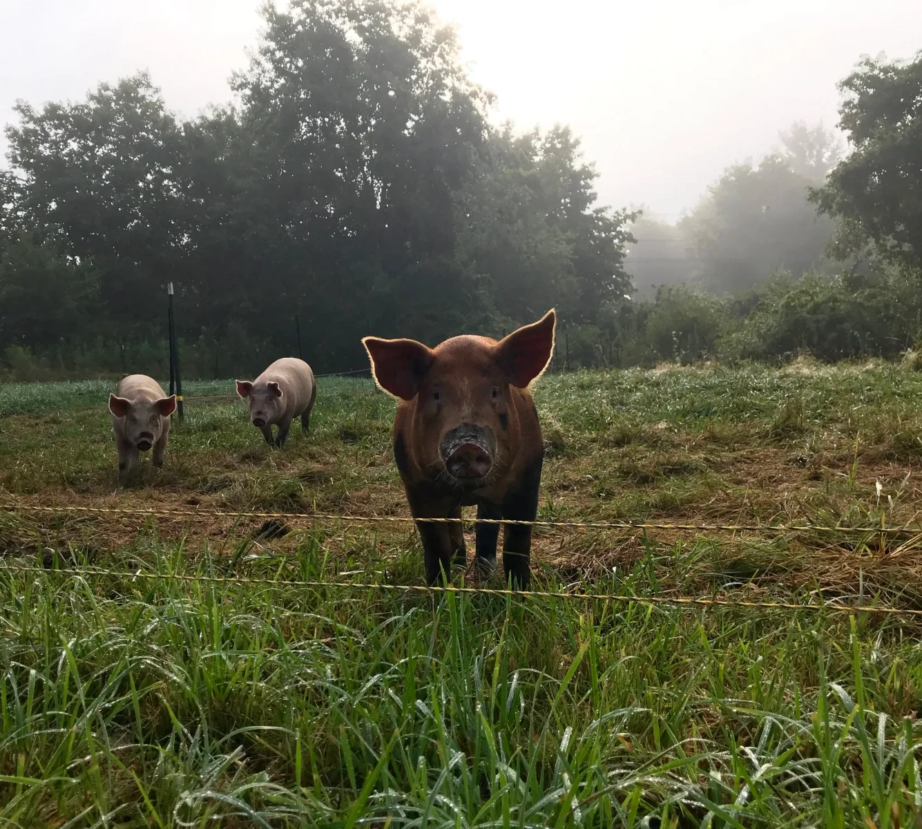 Farm photography at Revival Farm, Plympton, Massachusetts.