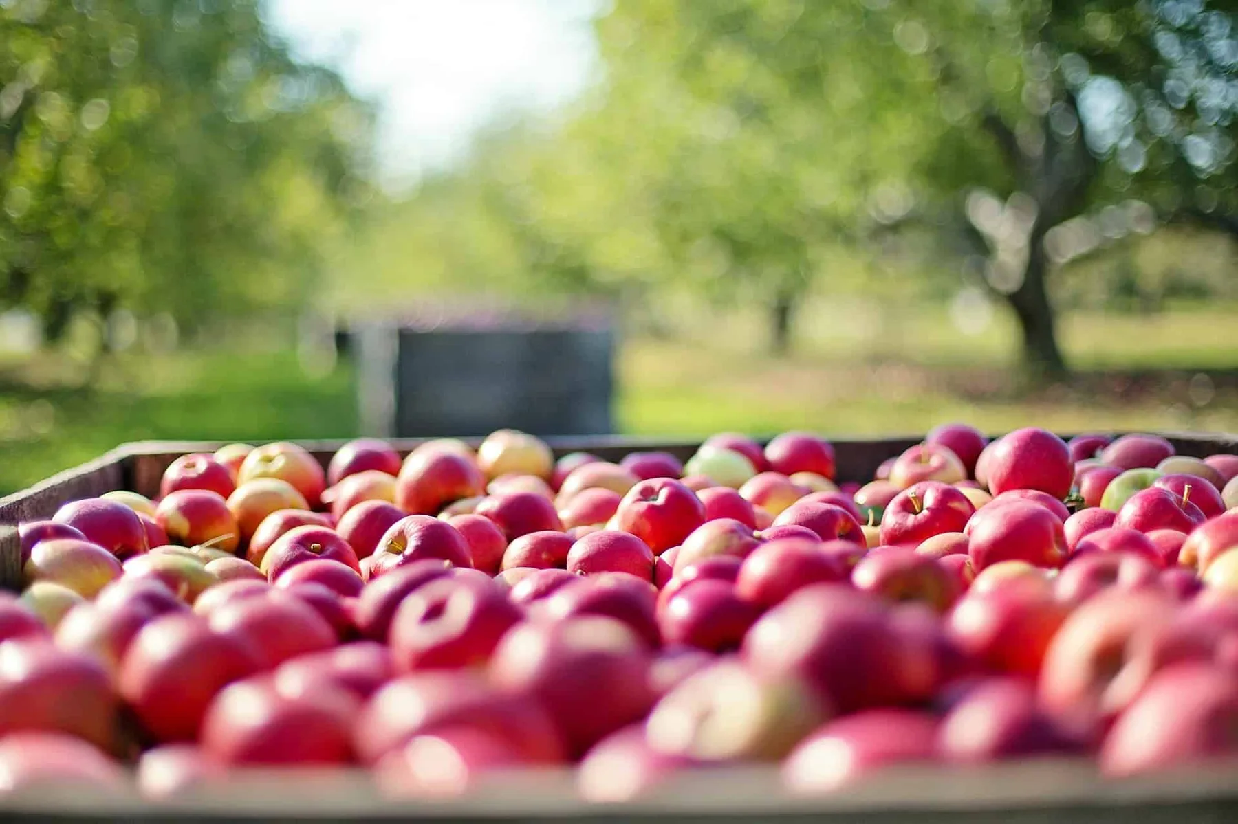 Farm photography at Ragged Hill Orchard, West Brookfield, Massachusetts.