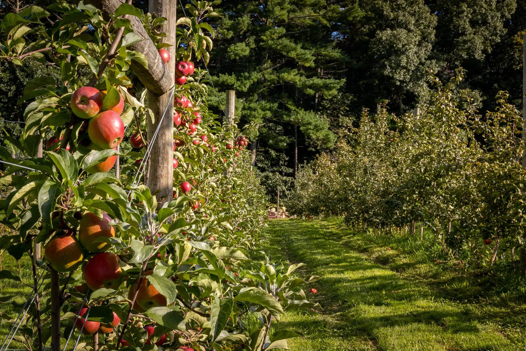 Farm photography at Restoration Orchard, Townsend, Massachusetts.